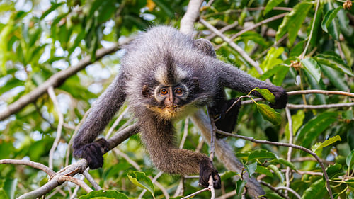 Thomas-Langur oder Thomas-Blattaffe