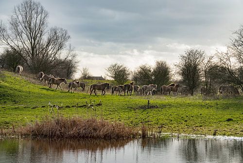 Konik paarden bij de Blaauwe kamer Wageningen 02