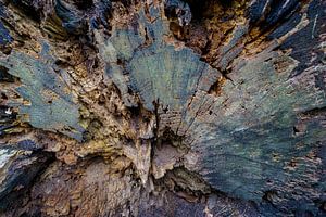 Ausdrucksstarke Holzformen in der Natur