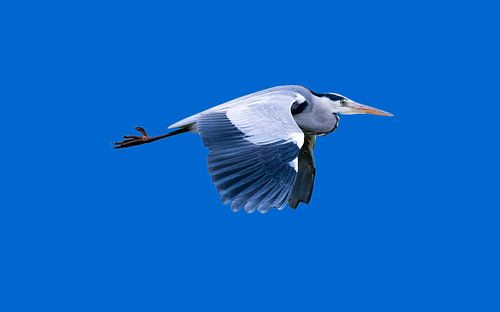 The great blue heron in flight