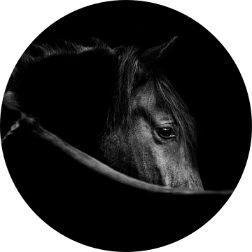 Paard Fluisterende Schaduwen in Contrast