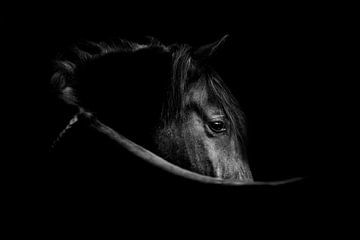 Schwarze Schönheit | Pferd | Bildende Kunst von Femke Ketelaar