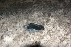 Handschuhe, verloren, vergessen