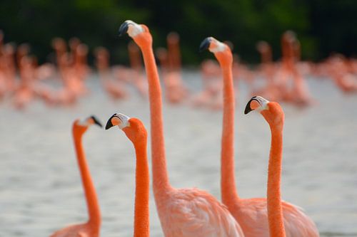 Flamingo's