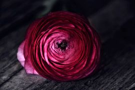 dark red velvet by Claudia Moeckel