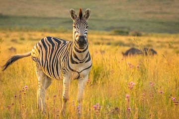Zebra looking at the camera. by Gunter Nuyts
