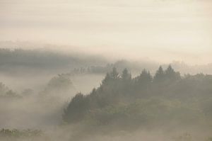 Nebeliger Wald von Lies Nierop Fotografie