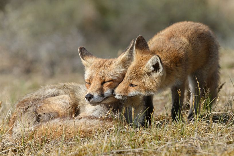 Red fox cub par Menno Schaefer