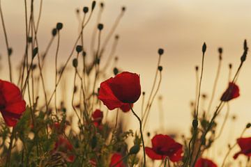 Coquelicots 2 sur Lisa Bouwman