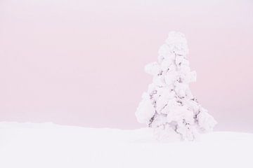 Besneeuwde boom in verlaten landschap met roze lucht, Lapland van Melissa Peltenburg