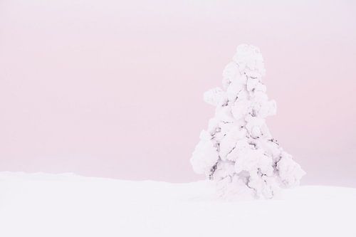 Besneeuwde boom in verlaten landschap met roze lucht, Lapland