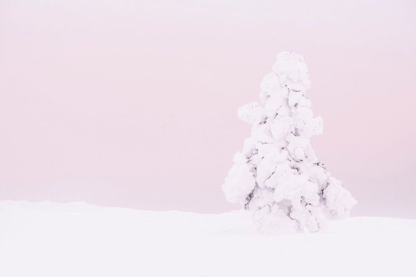 Snowy tree in desolate landscape with pink sky, Lapland by Melissa Peltenburg