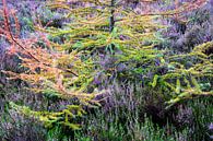 Autumn surrounds the blooming heather of Loenermark by Sander Grefte thumbnail