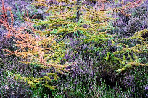 Autumn surrounds the blooming heather of Loenermark by Sander Grefte