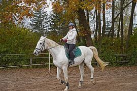 Training with the white horse on a riding arena in autumn