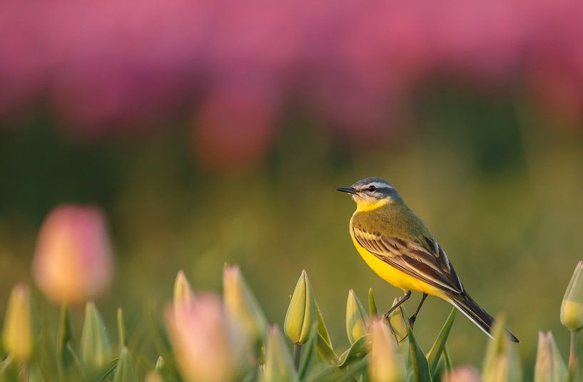 Die gelbe Bachstelze auf einer Tulpe von Menno Schaefer