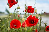 Klaprozen langs de weg