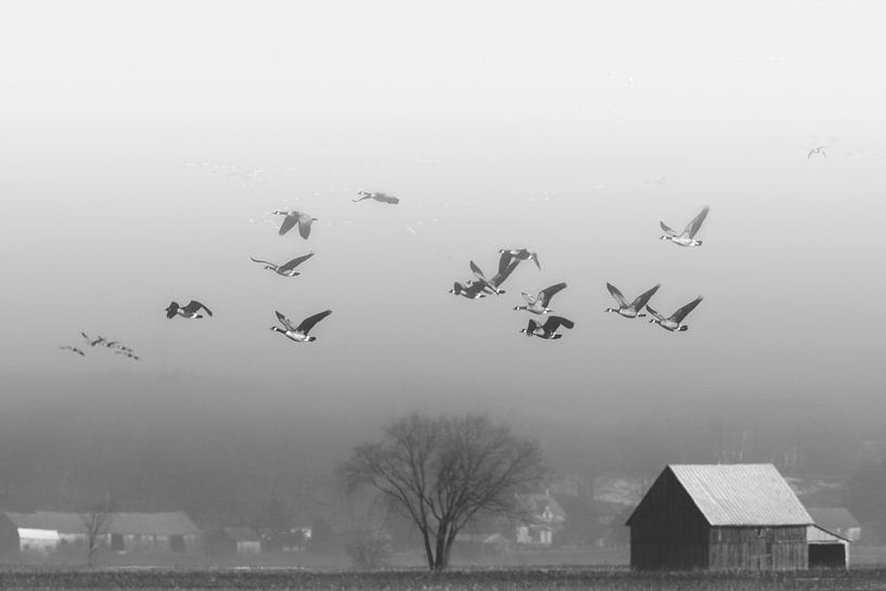 Vol sous la Grisaille von Renald Bourque