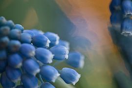 Muscari, raisin bleu avec bokeh