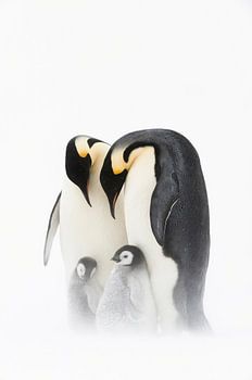 Emperor Penguin (Aptenodytes forsteri) parents with chicks