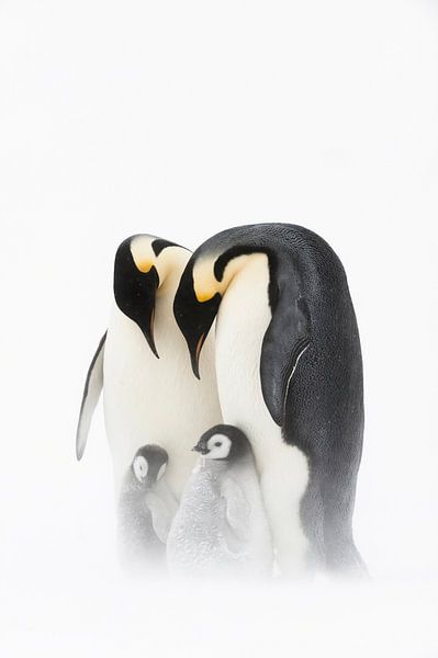 Kaiserpinguin (Aptenodytes forsteri) Familienportrait von Nature in Stock