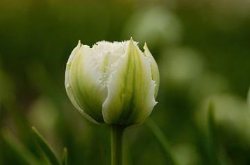 Tulp, gekweekte plant,Flevopolder, voorjaarsbloem van Corrie Post