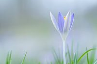 soft purple crocus