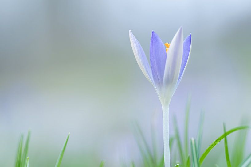 crocus violet doux par Mel van Schayk