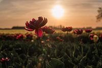 Tulipes au soleil couchant