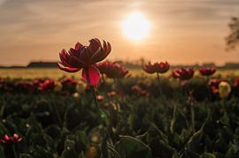Tulips with setting sun by Carina || PhotographyLikeC