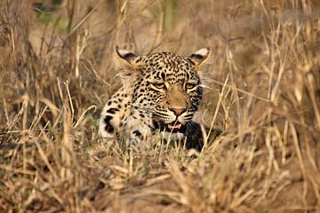 Luipaard verscholen in het droge struikgewas van de Afrikaanse savanne 2 van Annelies69