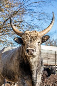 Bœuf des steppes hongroises