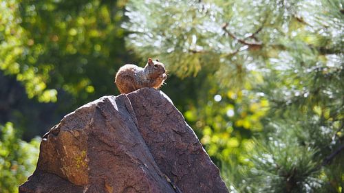 Eekhoorn - New Mexico 