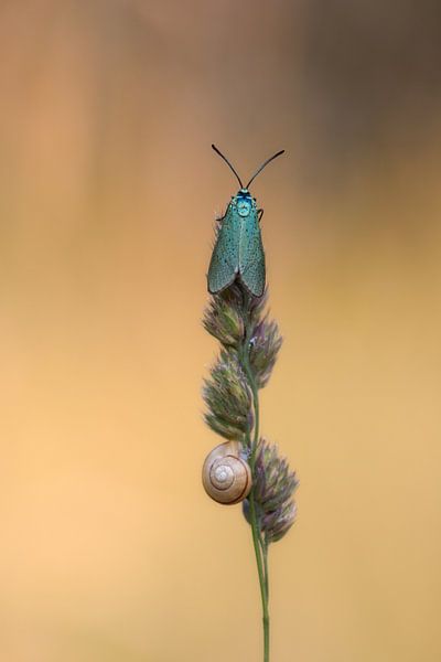 Vlinder von Daan de Vos