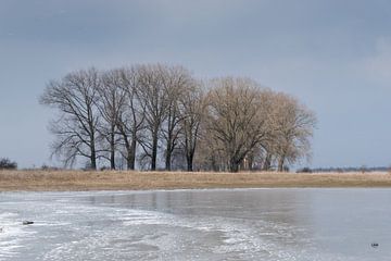 Marcher par une journée froide et découvrir un beau paysage. Avec des arbres dénudés qui confirment  sur Lieke van Grinsven van Aarle