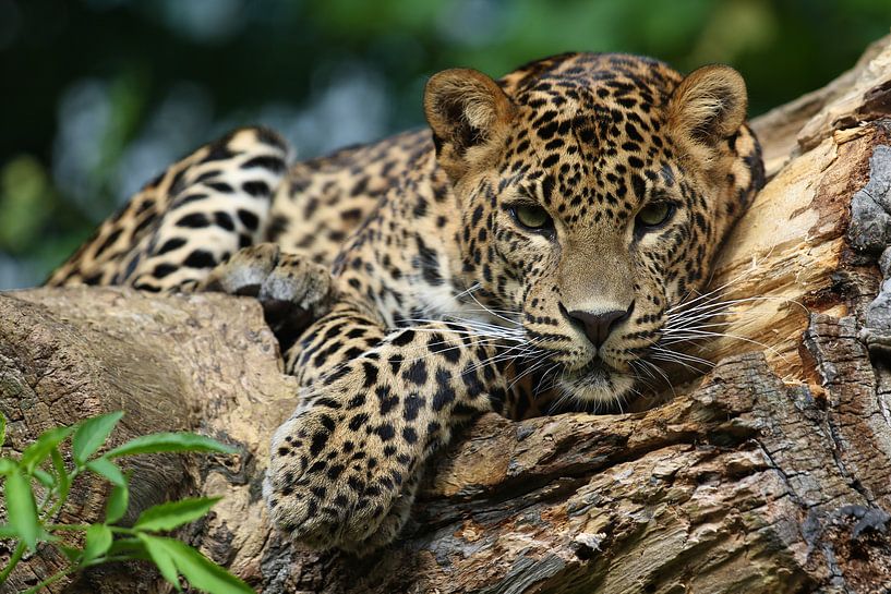 Jaguar by Harro Jansz