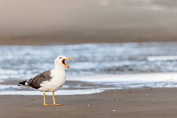 Zilvermeeuw (Larus fuscus) op het strand van Juist, Oost-Friese Eilanden, Duitsland. van Dirk Rüter