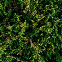 Coniferous design