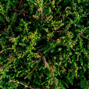 Coniferous design