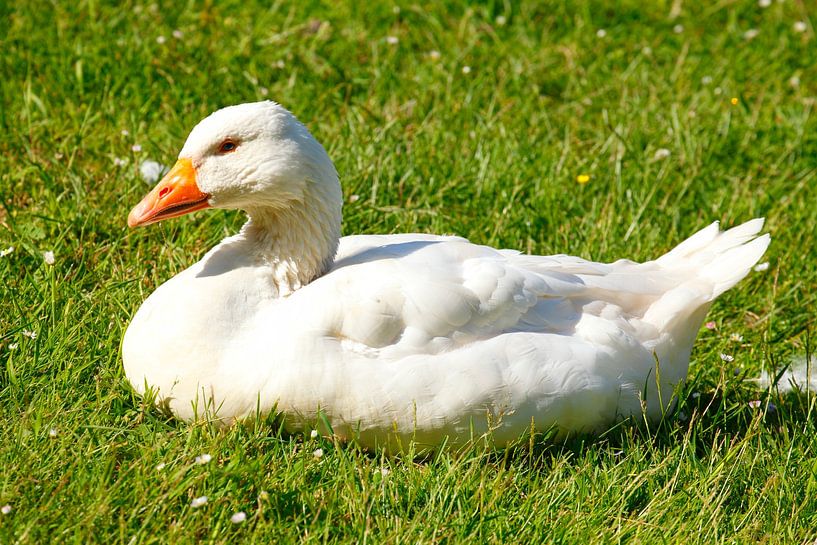 Weisse Gans auf einer Wiese sitzend, Deutschland von Torsten Krüger