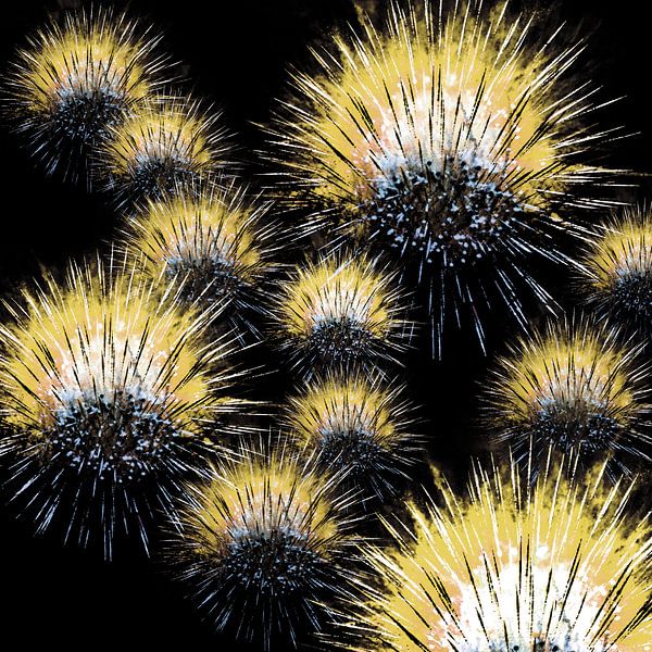 Dandelions by unacreadesign