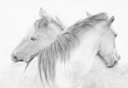 Horses, marie-anne stas by 1x thumbnail