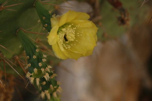 Gele cactus in bloei