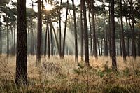 Ochtendzon tussen de bomen