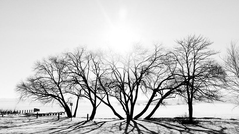 Trees backlit by Heiko Westphalen