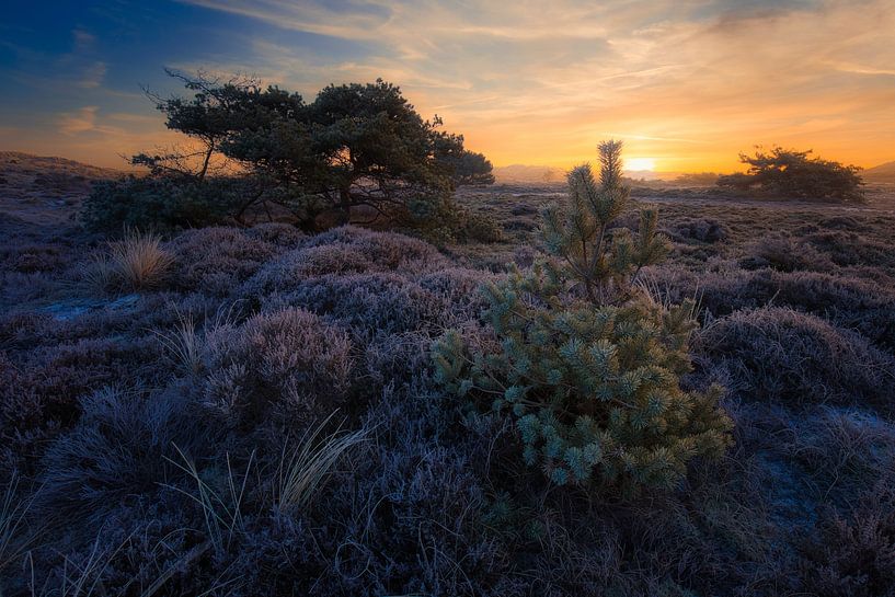 frozen pine by peterheinspictures