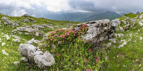Alpine rozen