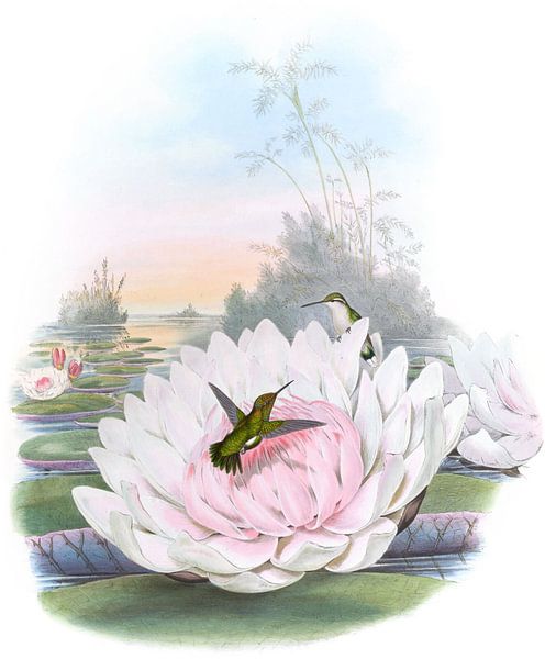 Poortmans Emerald, John Gould von Hummingbirds