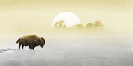 Bison dans la neige sur Monika Jüngling