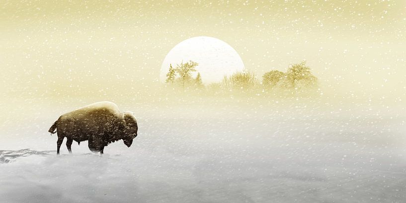Bison in the snow by Monika Jüngling